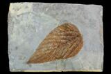 Fossil Hackberry (Celtis) Leaf - Montana #102279-1